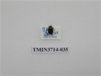 藏品(金龜子科)的圖片